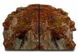 Tall Arizona Petrified Wood Bookends - Rainbow Colored #338273-1